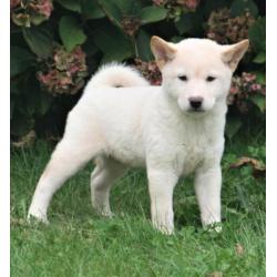 Shiba inu pups beschikbaar