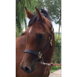 Direct door fokker aangeboden: jong Endurance paard