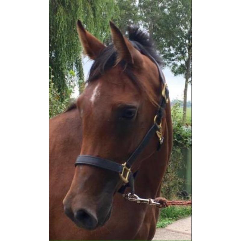 Direct door fokker aangeboden: jong Endurance paard