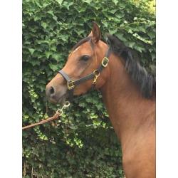 Direct door fokker aangeboden: jong Endurance paard