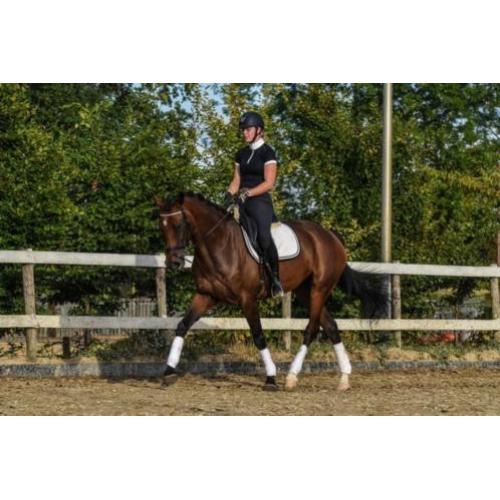 Fijne 8-jarige merrie, Arlando x Bachelor, dressuur springen