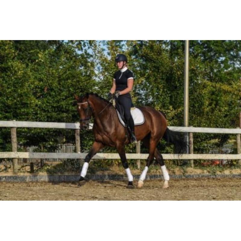 Fijne 8-jarige merrie, Arlando x Bachelor, dressuur springen
