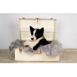 Karelische berenhond