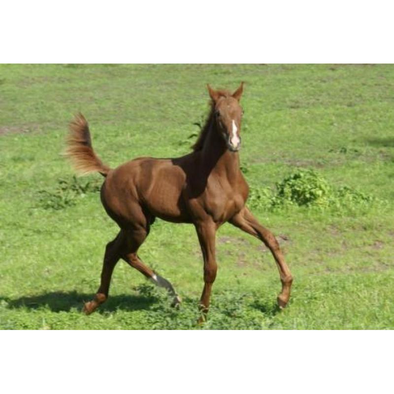 Hengst Desperado x Jazz en merrieveulen Just Wimphof x Charm