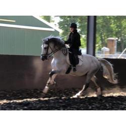 Bomproof en mega knap! P.R.E Andalusier hengst