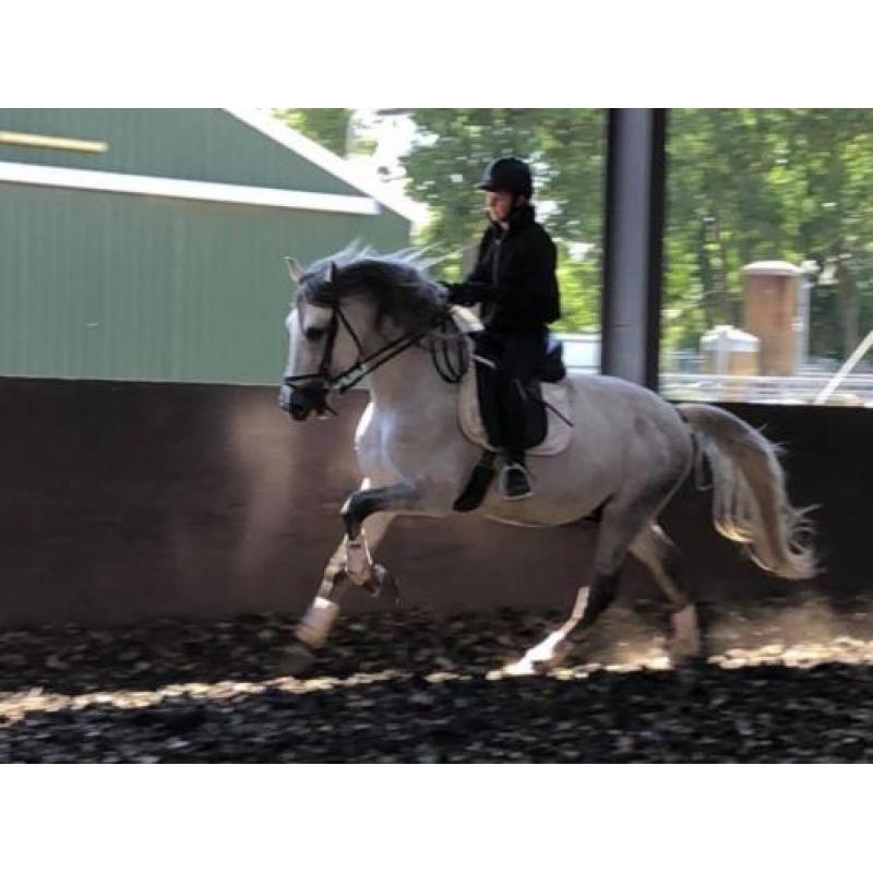 Bomproof en mega knap! P.R.E Andalusier hengst