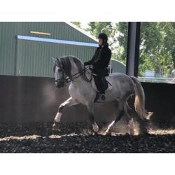 Bomproof en mega knap! P.R.E Andalusier hengst