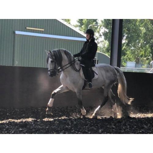Bomproof en mega knap! P.R.E Andalusier hengst