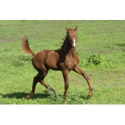 Hengst Desperado x Jazz en merrieveulen Just Wimphof x Charm