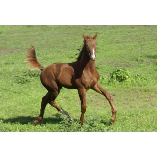 Hengst Desperado x Jazz en merrieveulen Just Wimphof x Charm