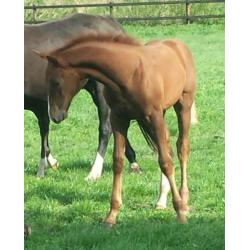 Hengst Desperado x Jazz en merrieveulen Just Wimphof x Charm