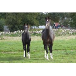 KWPN tuigpaard merrie veulen