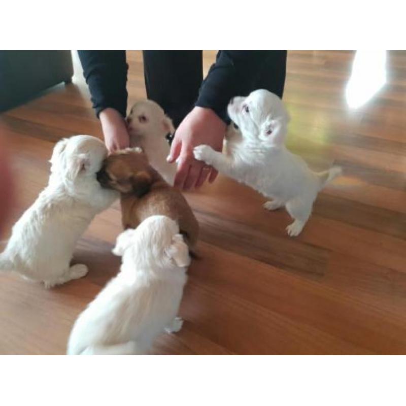 Tk 2 puppies kruising chi hua hua maltzer