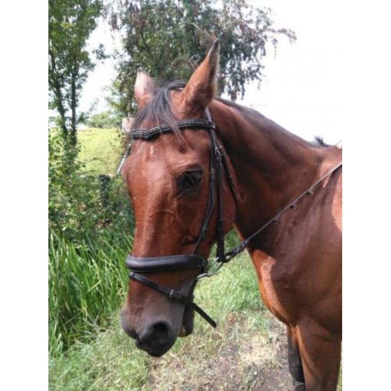 Super betrouwbaar recreatiepaard KWPN Ruin incl. spullen