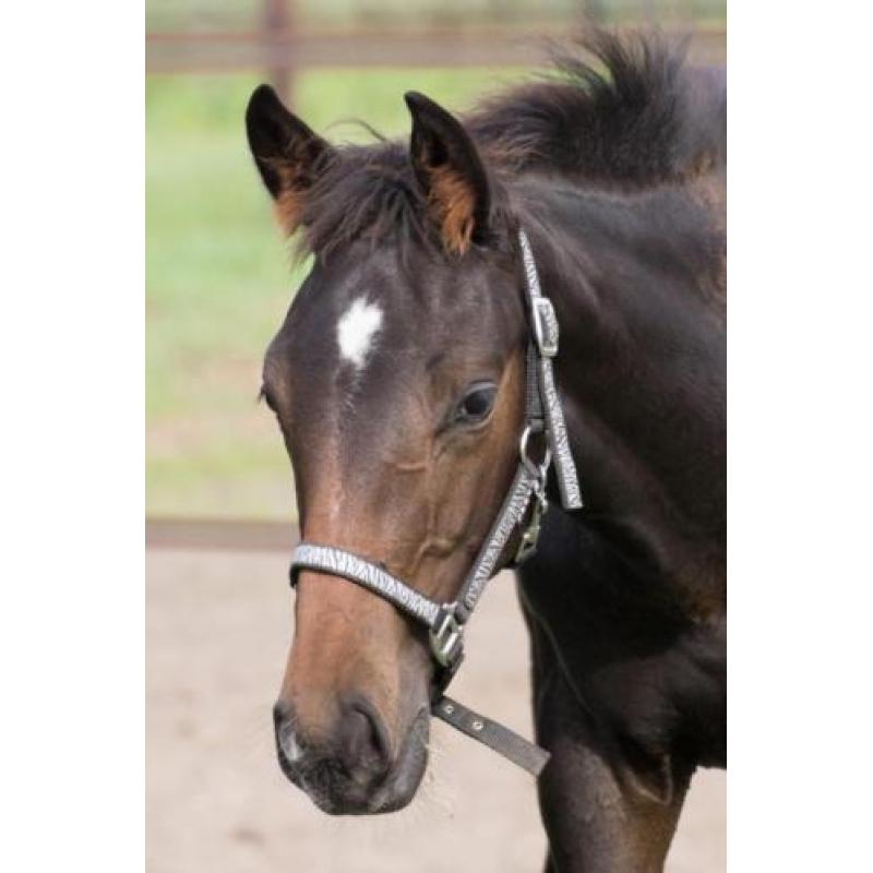 Mooi donker KWPN-hengstveulen (Just Wimphof*Negro*Rohdiamant