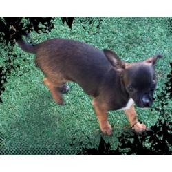 chihuahua