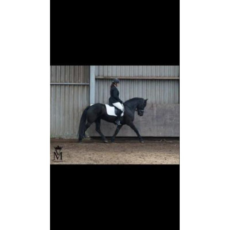 Fries merrie uit 2010
