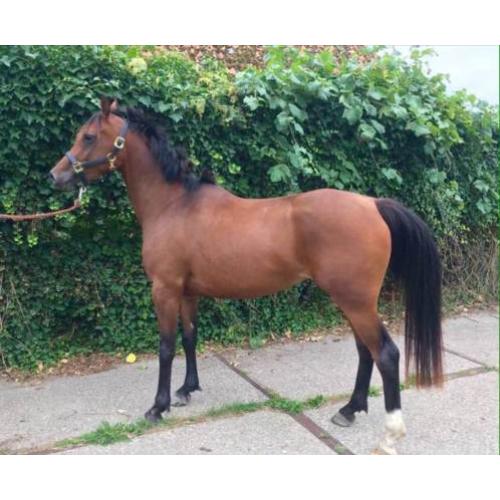 Direct door fokker aangeboden: jong Endurance paard