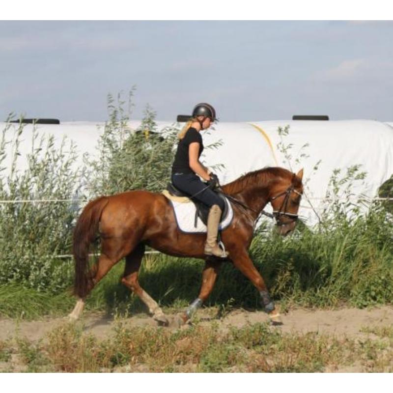 Allround merrie 7jr Ultimo en Palomino hengst veulen