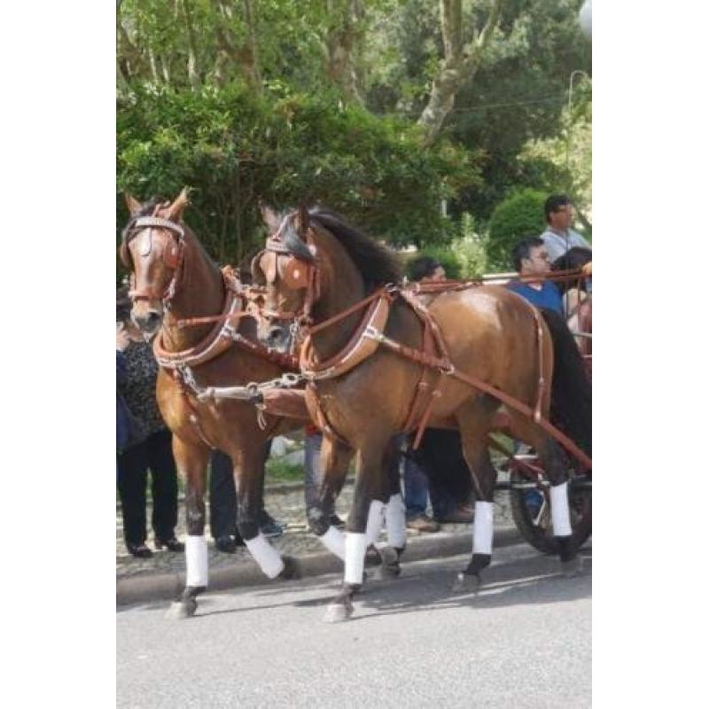 Lusitano portugal portugees barock paard lusitano