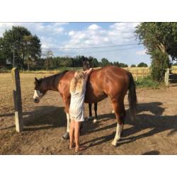 Paint jaarling hengst