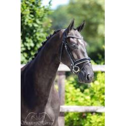 Knappe zwarte ruin van Glamourdale te koop!