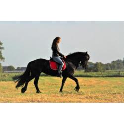 Brave Friese merrie, bereden, vol papier!