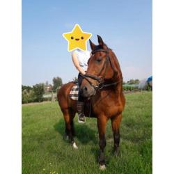 Super betrouwbaar recreatiepaard KWPN Ruin incl. spullen