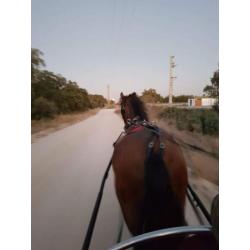 Lusitano portugal portugees barock paard lusitano
