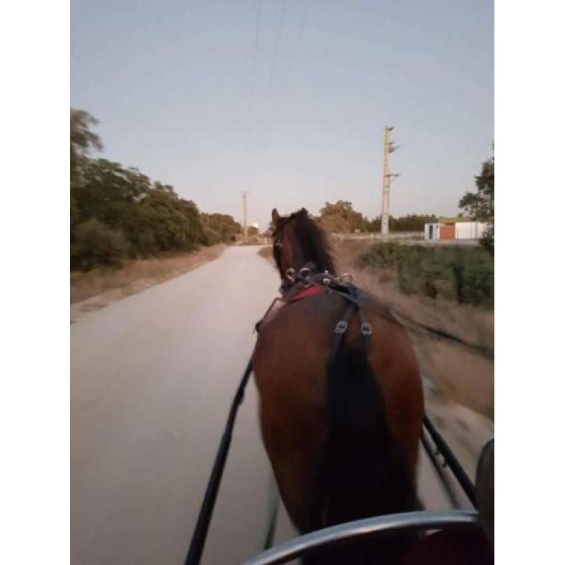 Lusitano portugal portugees barock paard lusitano