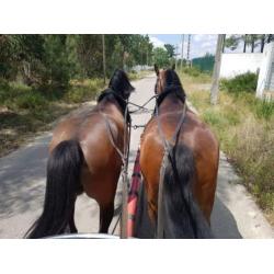 Lusitano portugal portugees barock paard lusitano