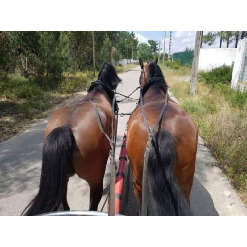 Lusitano portugal portugees barock paard lusitano