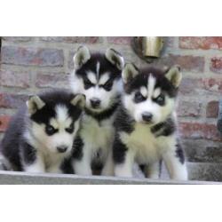 siberische husky pups