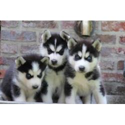 siberische husky pups