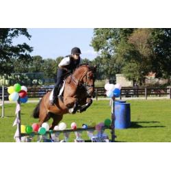 Dressuur/allround paard te koop