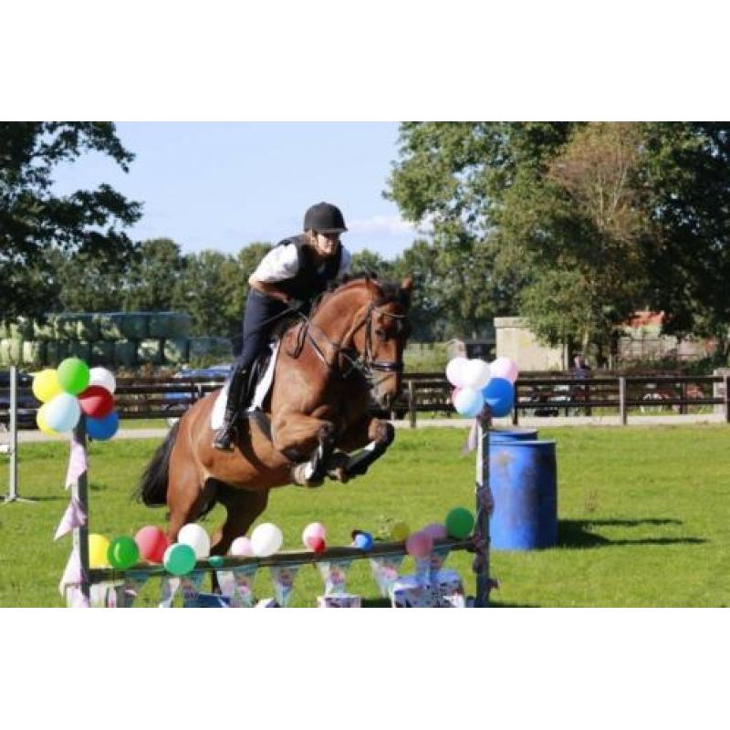 Dressuur/allround paard te koop