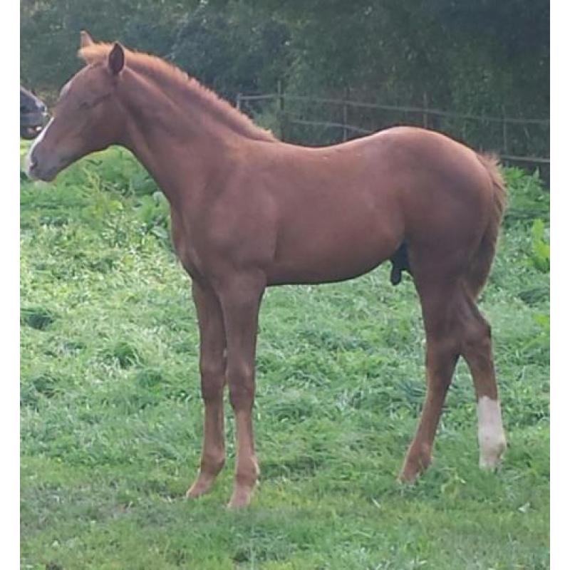 Hengst Desperado x Jazz en merrieveulen Just Wimphof x Charm