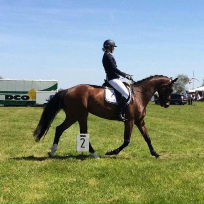 Fijne 8-jarige merrie, Arlando x Bachelor, dressuur springen