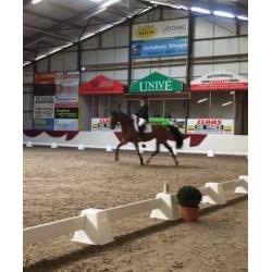 Dressuur/allround paard te koop