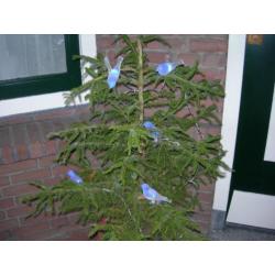 Een snoer met 5 blauwe vogeltjes ,