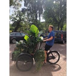 Oude bakfiets te huur