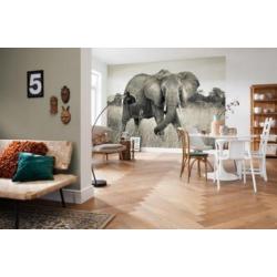 Wilde Olifant Licht Vliesbehang 368×248 XXL4-592