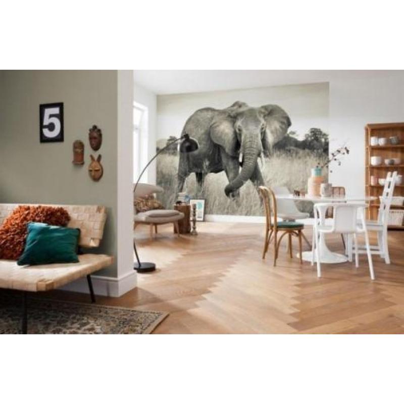 Wilde Olifant Licht Vliesbehang 368×248 XXL4-592