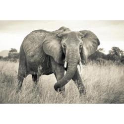 Wilde Olifant Licht Vliesbehang 368×248 XXL4-592
