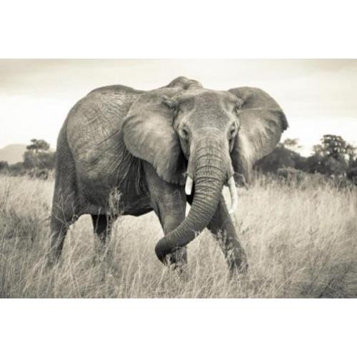 Wilde Olifant Licht Vliesbehang 368×248 XXL4-592